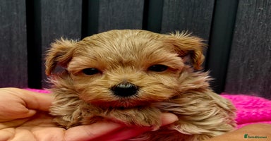 Maltipoo dogs - Advert 8
