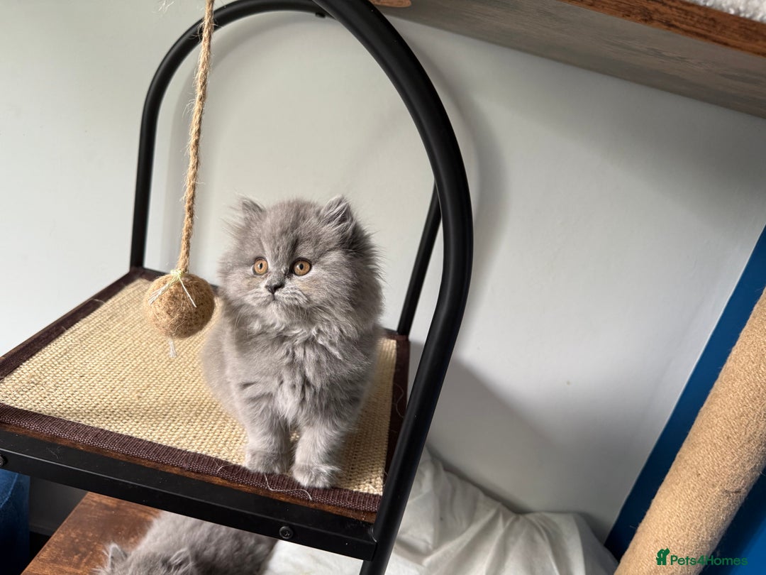 British Longhair cats for sale: GCCF REGISTERED British Longhair Girls  - Image 11