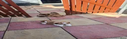 Shih Tzu dogs for sale: Beautiful shihtzu puppies 4 boys. - Advert 3