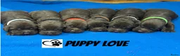 Sprocker dogs for sale: Fully Health Tested Sprocker Puppies  - Advert 1
