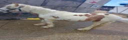 Irish Cob horses for sale: White and red stallion colt - Advert 2