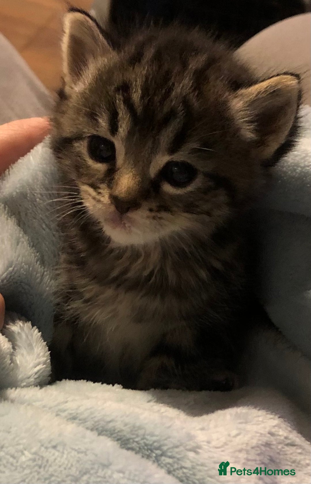 Mixed Breed cats for sale: 3 Beautiful Kittens - Advert 6