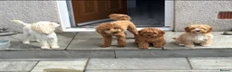 Toy Poodle dogs for stud: KC Toy Poodle Health Tested - Advert 8