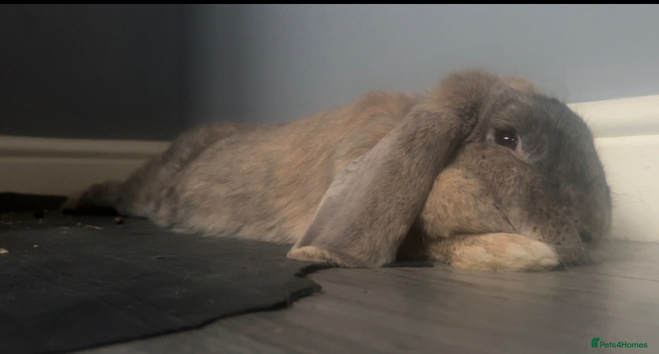 English Lop rabbits Rabbit  - Advert 2