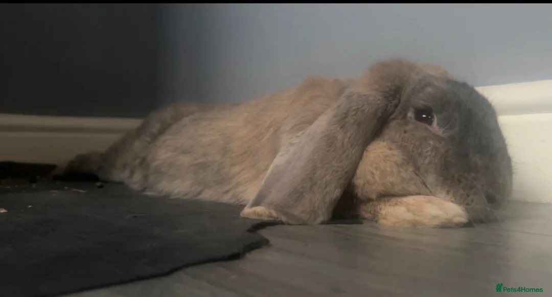 English Lop rabbits for sale: Rabbit  - Advert 2