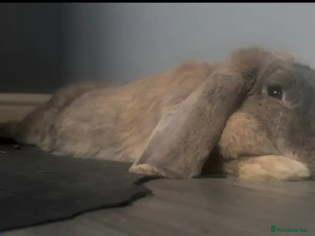 English Lop rabbits for sale: Rabbit - Advert 2