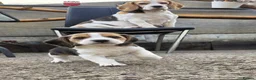 Beagle dogs for sale: 🐾Beautiful Beagle Puppies For Sale!🐶💕 - Advert 5