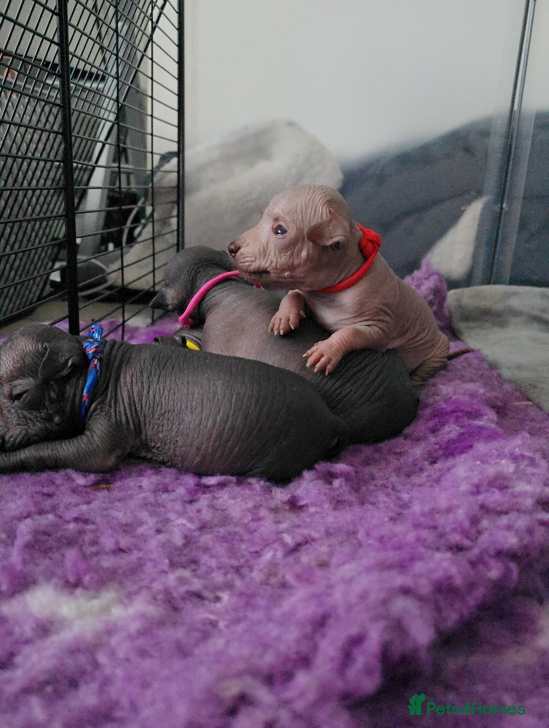 Mexican Hairless dogs for sale: Kc registered Xoloitzcuintle miniature puppies  - Advert 29