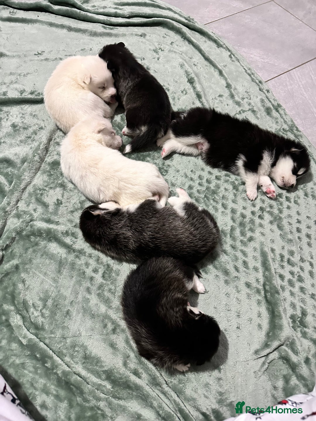 Pomsky dogs for sale: F4 beautiful puppy pomskie blue eyes - Image 2