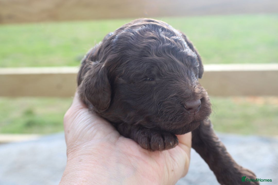 Labradoodle dogs for sale: Mini Labradoodles  - Image 4