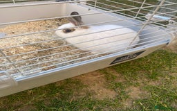 English rabbits for sale: Rabbit - Image 6