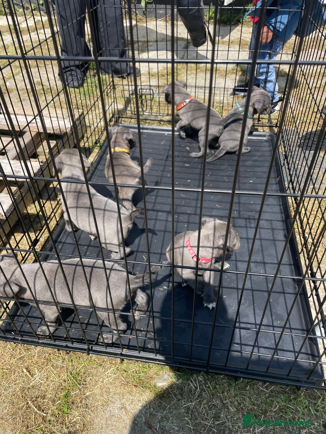 Staffordshire Bull Terrier dogs for sale: Blue Staffies For Sale - Image 8