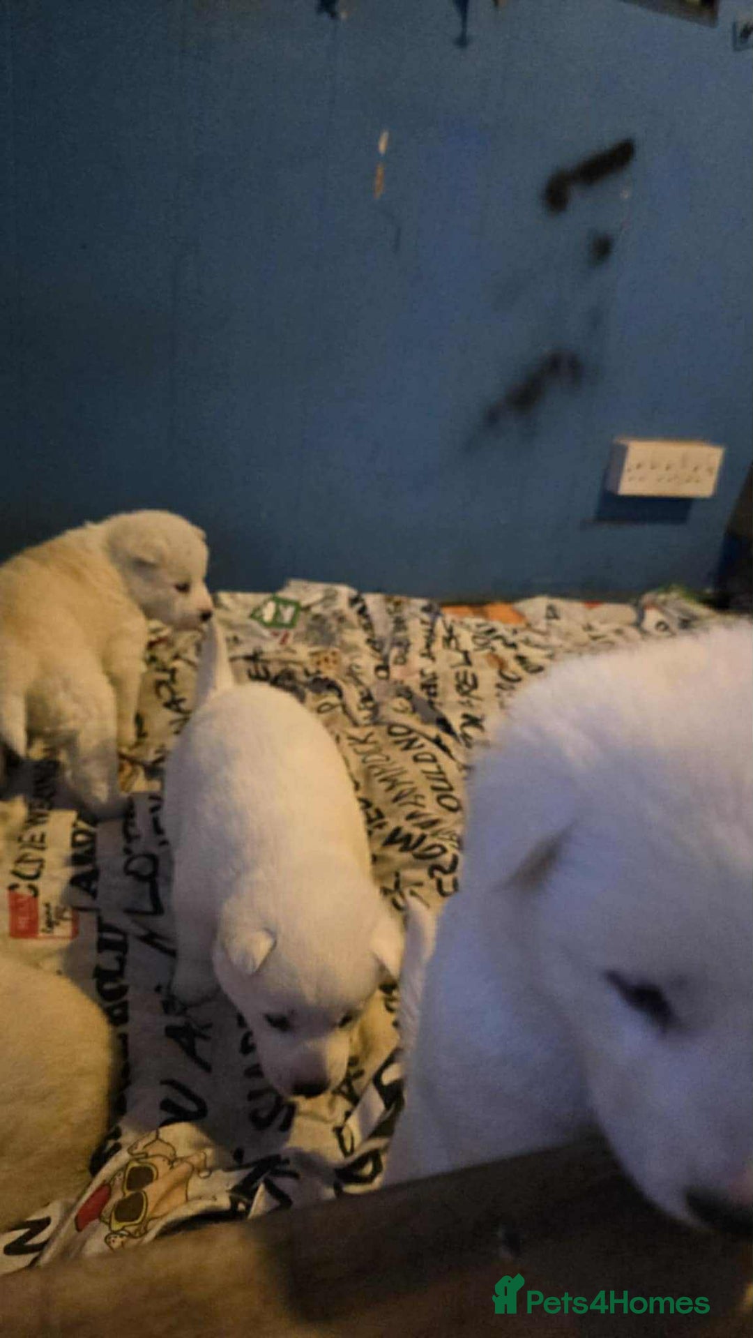 Huskita dogs for sale: 4 beautiful female akita X husky - Advert 9