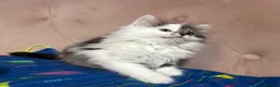 Siberian cats for sale: Siberian kittens, Ready Now 😻 - Advert 12