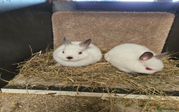 Netherland Dwarf rabbits for sale: Pure Bred Himalayan Netherland Dwarfs  - Image 3