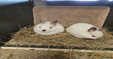 Netherland Dwarf rabbits - Advert 15
