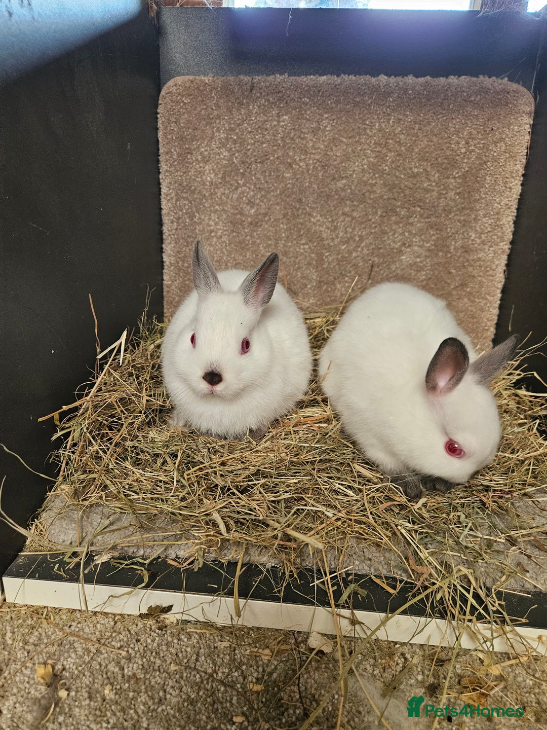 Netherland Dwarf rabbits for sale: Pure Bred Himalayan Netherland Dwarfs  - Image 3