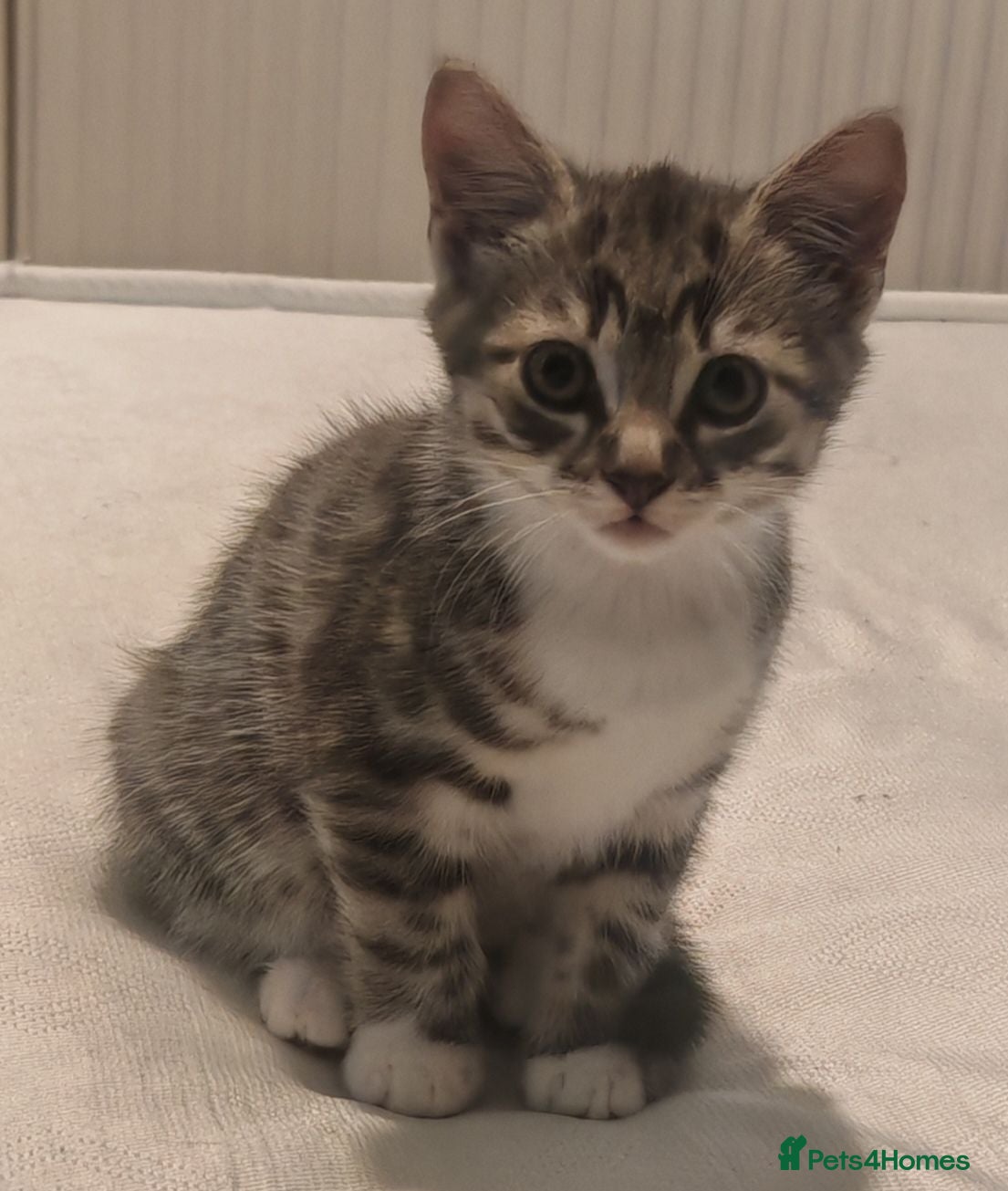 Mixed Breed cats Male kitten for homing  - Advert 12