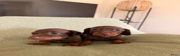 Miniature Dachshund dogs for sale: Beautiful litter of chocolate miniature Dachshunds - Advert 4
