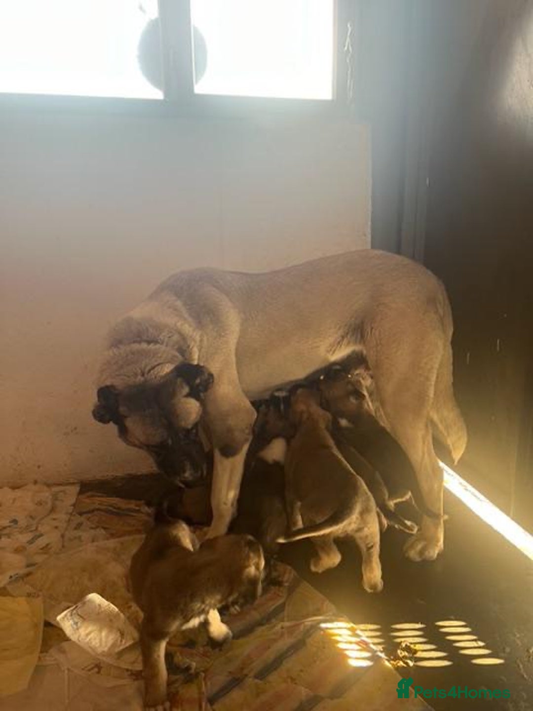 Anatolian Shepherd dogs for sale: Anatolian Shepherd(Malakli) - Advert 17