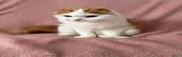 Ragdoll cats for sale: Beautiful Scottish Fold & Ragdoll Doll Mix Kittens - Advert 5