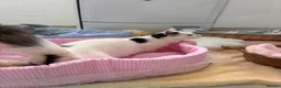 Munchkin cats for sale: Turkish Angora x Munchkin male and female  - Advert 14