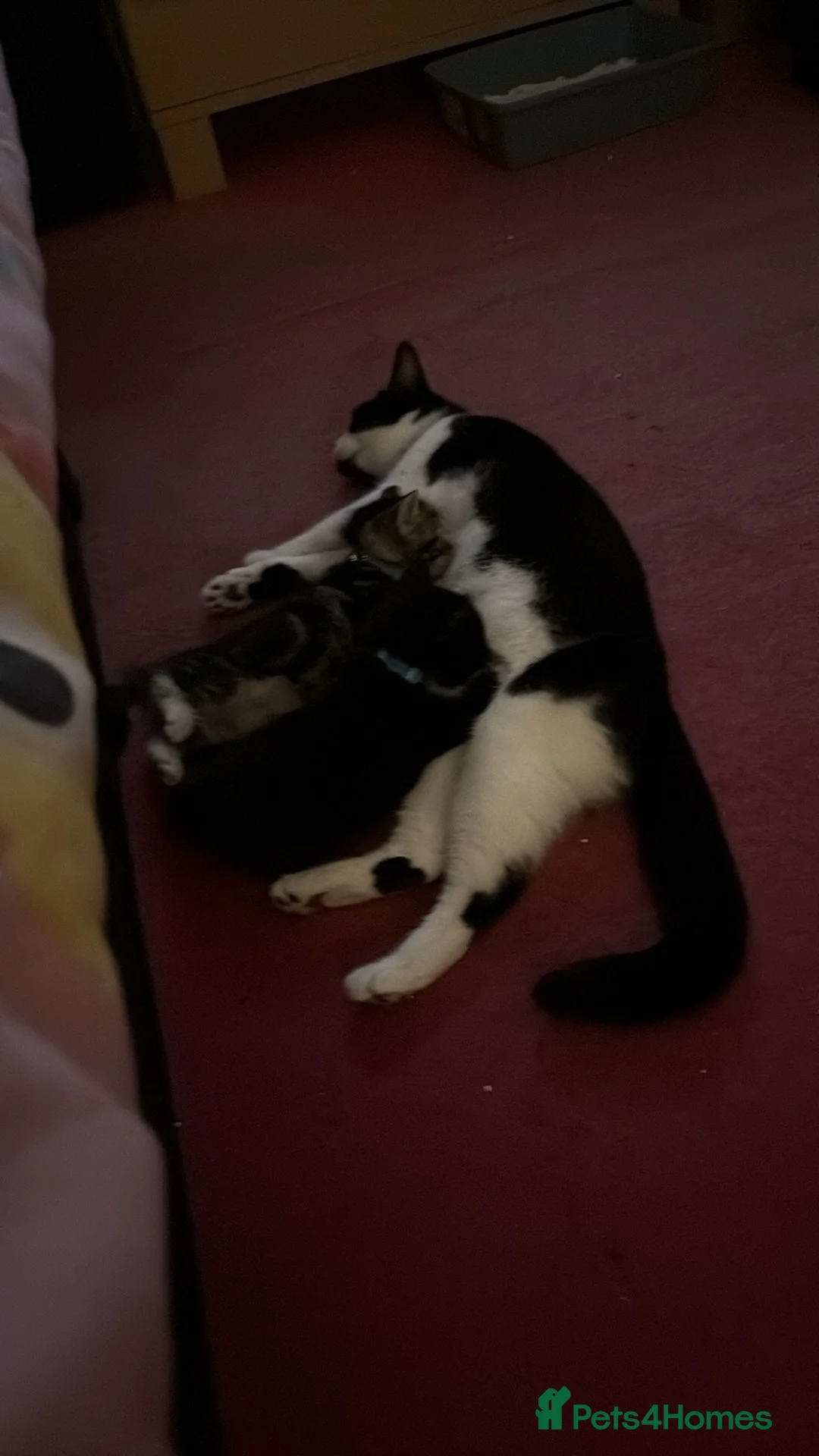 Mixed Breed cats for sale: 2 adorable kittens for sale 1 male 1 female - Advert 2