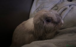 Mini Lop rabbits for sale: Male purebred mini lop - Image 3