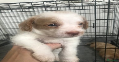 Mixed Breed dogs - Advert 4