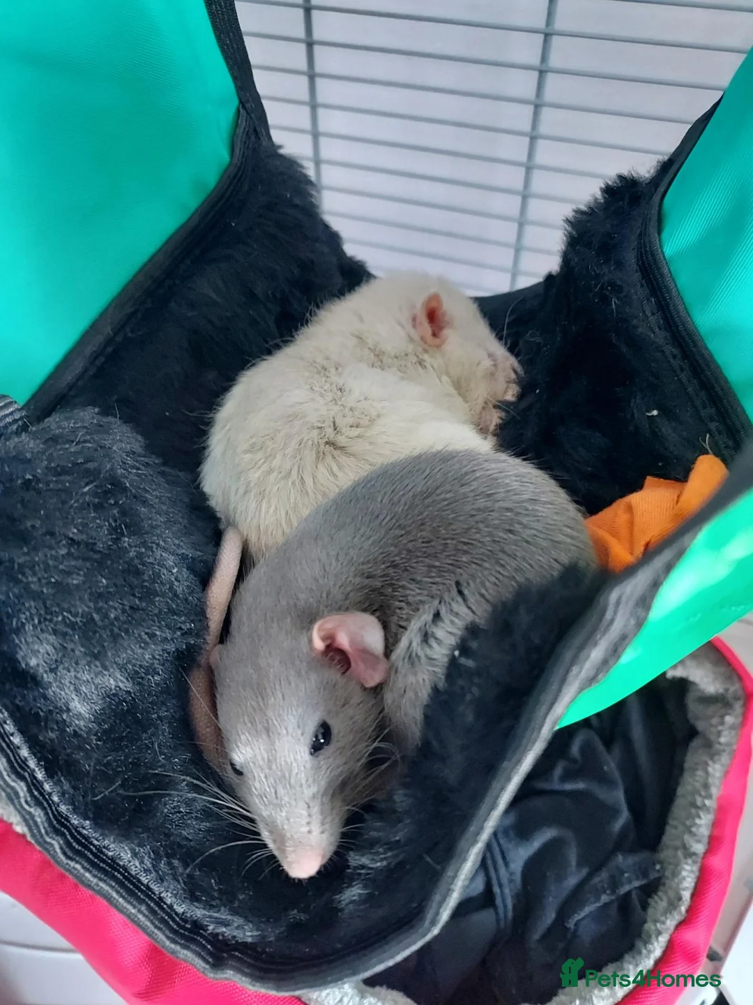 Rat rodents for sale: 2 female dumbo rats and cage  in Carrickfergus - Advert 2