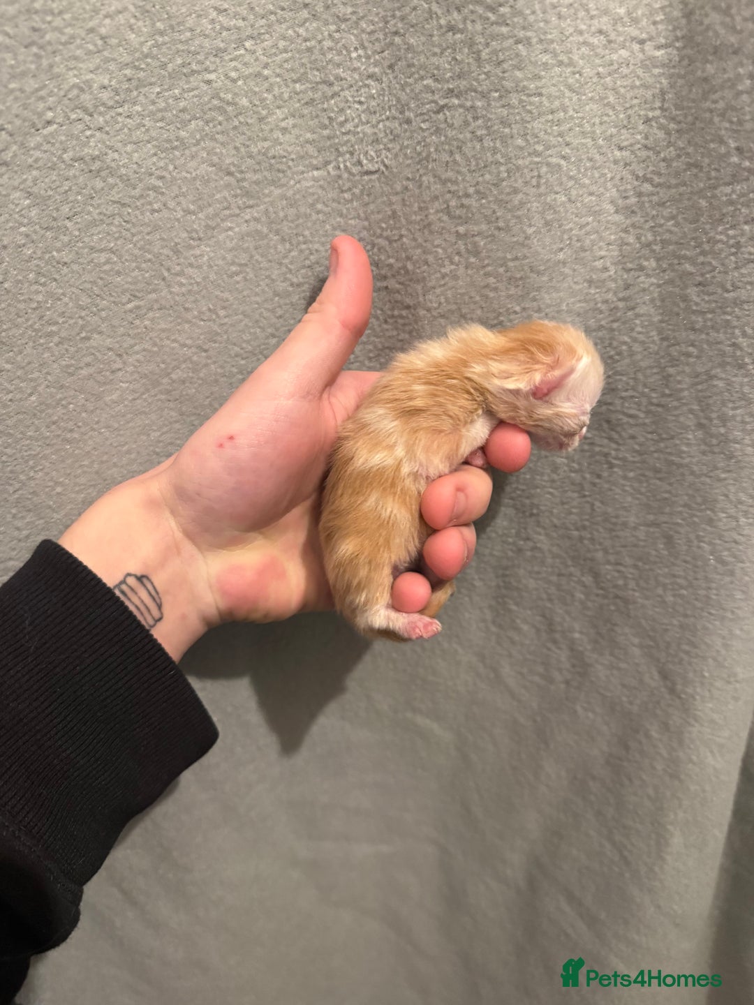 Maine Coon cats for sale: Baby maincoon cross persian - Advert 6