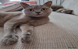 Mixed Breed cats for sale: Beautiful and very playful Male kitten 😸  - Image 7