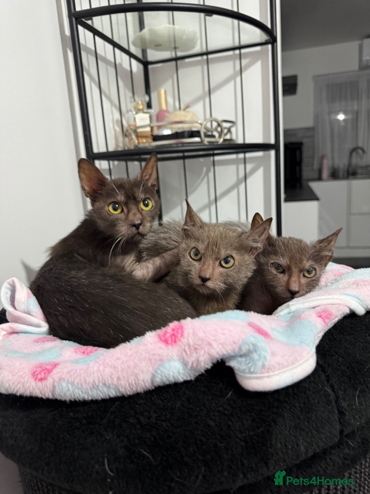 Lykoi cats Lykoi kittens TICA reg - Advert 2