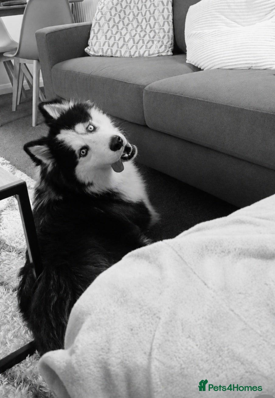 Siberian Husky dogs Beautiful 15 month pup - Advert 1