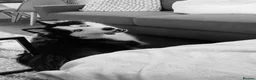 Siberian Husky dogs for sale: Beautiful 15 month pup in Bury Saint Edmunds - Advert 1