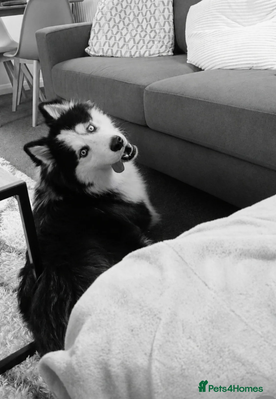 Siberian Husky dogs for sale: Beautiful 15 month pup in Bury Saint Edmunds - Advert 1