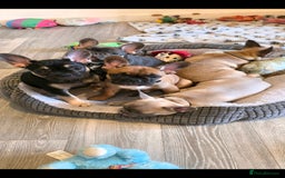 French Bulldog dogs for sale: French bulldog  - Image 1