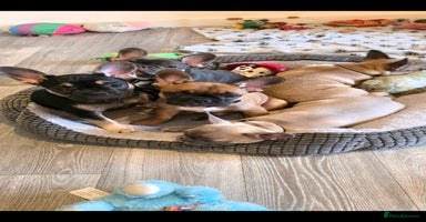 French Bulldog dogs - Advert 6