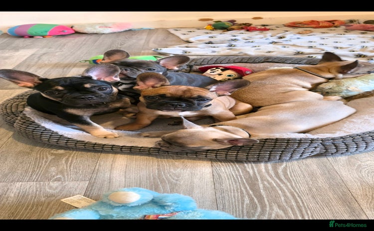 French Bulldog dogs - Advert 3