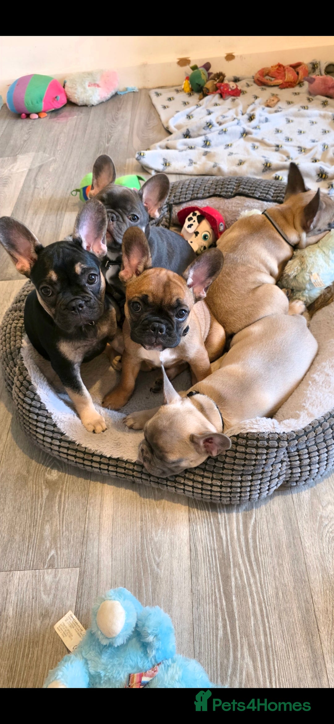 French Bulldog dogs for sale: French bulldog  - Image 1