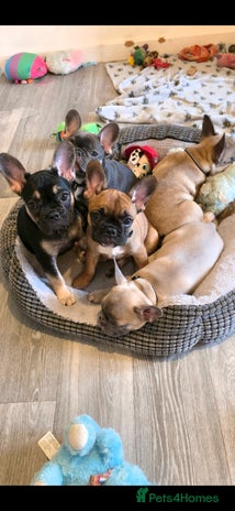French Bulldog dogs - Advert 10