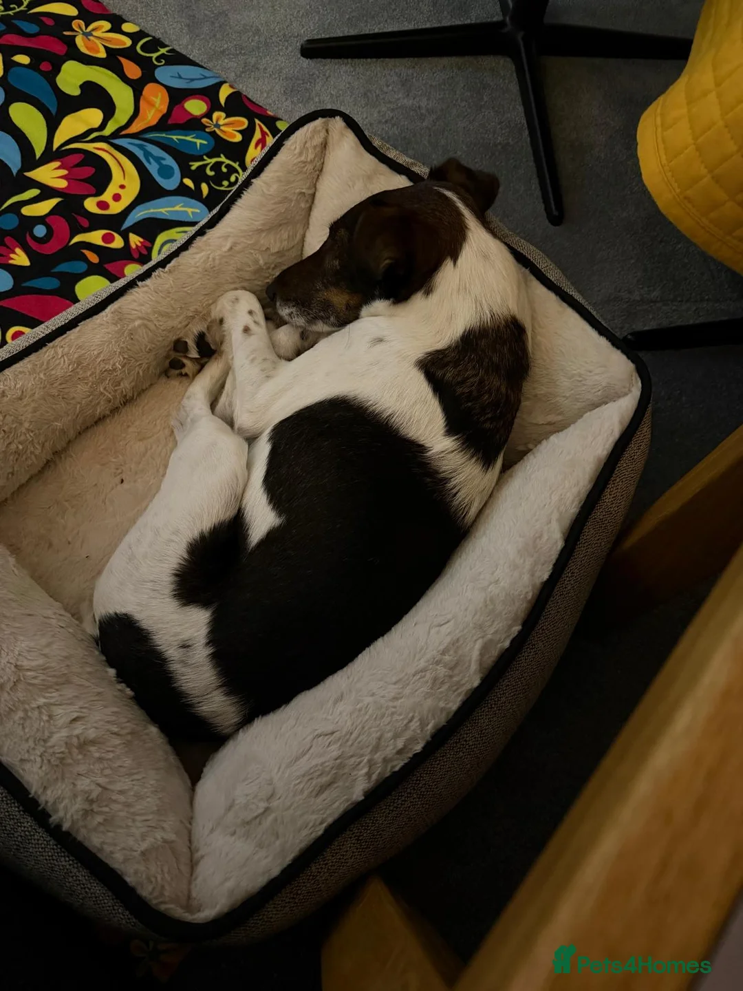 Fox Terrier dogs for adoption: Lovely Loki seeking his forever home - Advert 2