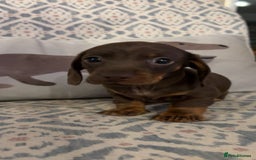 Miniature Dachshund dogs for sale: Miniature daschund puppies  - Image 2