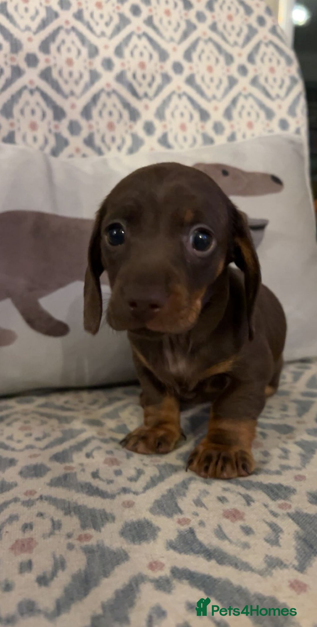 Miniature Dachshund dogs for sale: Miniature daschund puppies  - Image 2