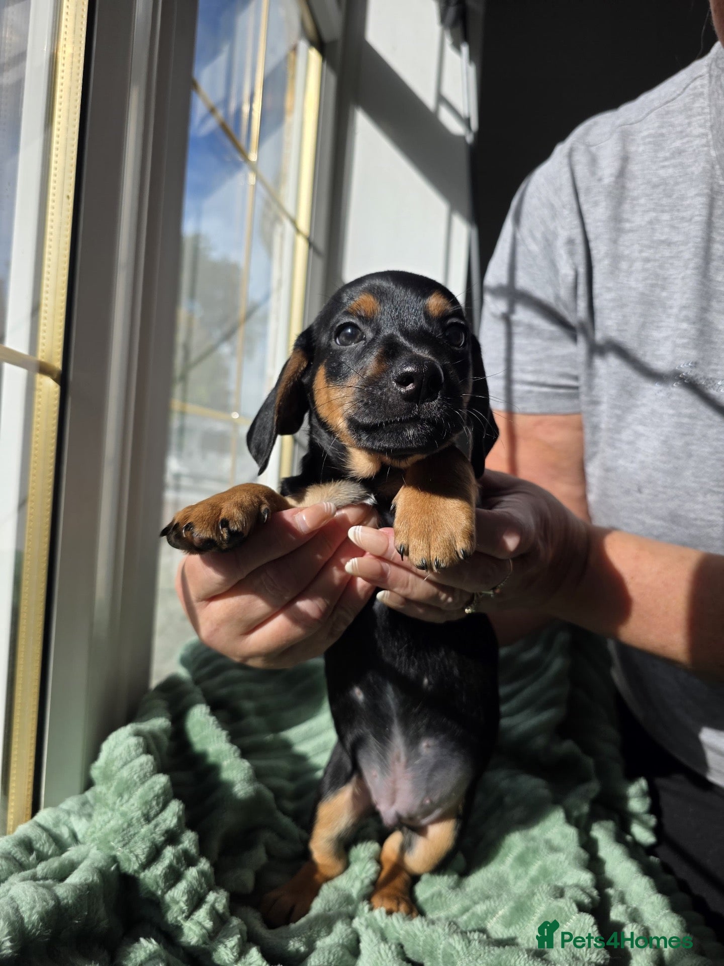 Mixed Breed dogs Ready soon! 🐾 Stunning JR / Dachshund Puppies 🐾  - Advert 2