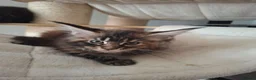 Maine Coon cats for sale: Outstanding xl mainecoons russian blood line - Advert 8
