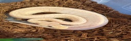 Python Snake reptiles for sale: 3 baby ball pythons for sale - Advert 2