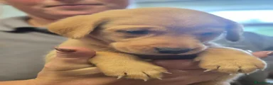 Labrador Retriever 6