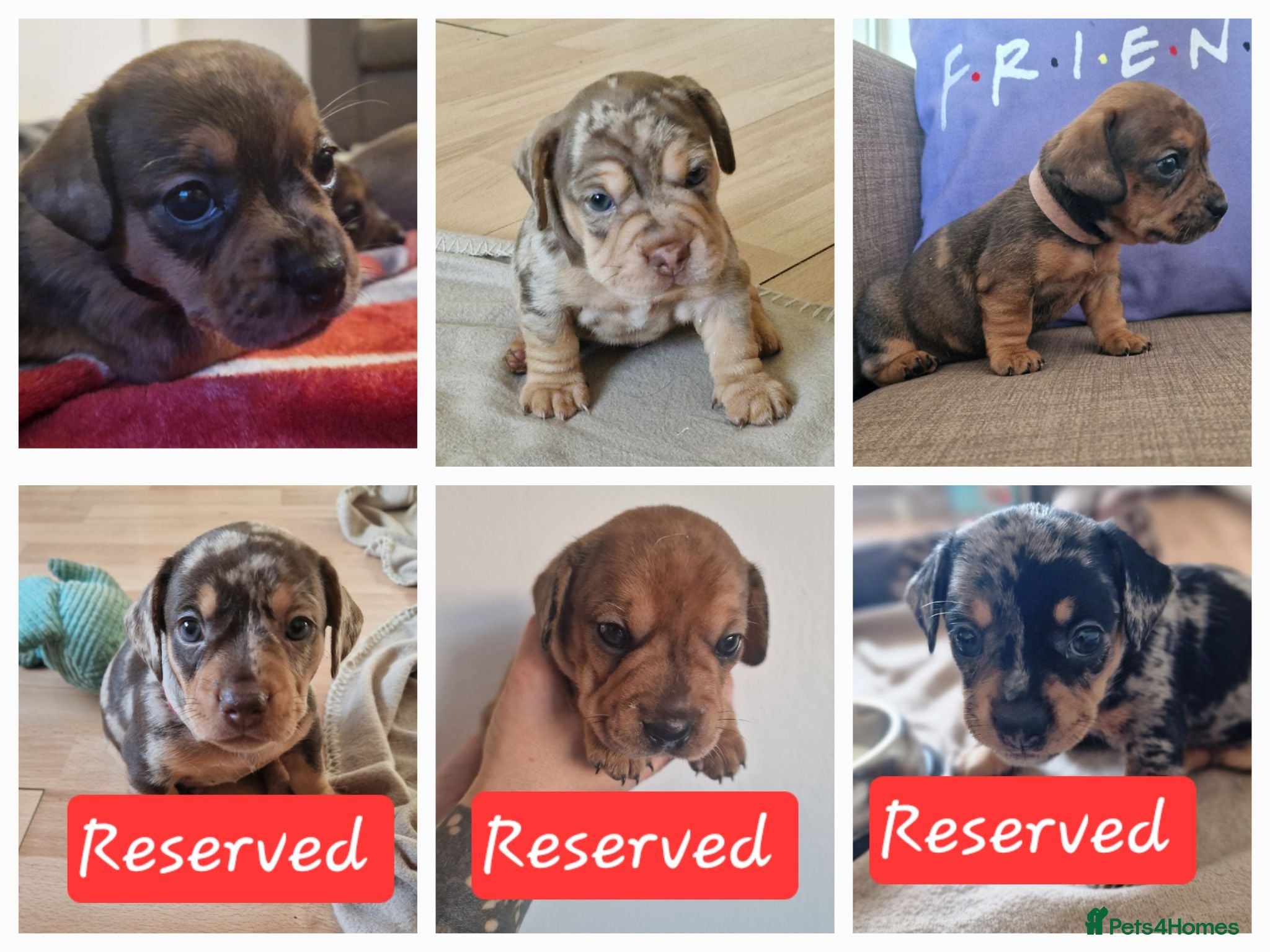Mixed Breed dogs Only 3 left! French Bulldog x Mini Dachshund - Advert 17