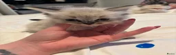 Ragdoll cats for sale: Ragdoll kittens - Advert 5